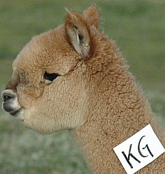 alpaca-male ambersun kg-et